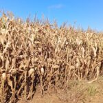 Do Campo à Tigela: Kellanova Investe em Milho Sustentável para Produzir Sucrilhos no Brasil
