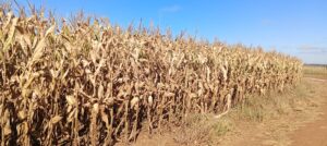 Do Campo à Tigela: Kellanova Investe em Milho Sustentável para Produzir Sucrilhos no Brasil