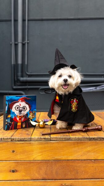 Petlloween do Shopping Eldorado promete diversão arrepiante para toda a família — inclusive os pets