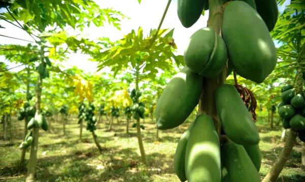 Exportações de frutas do Brasil têm o melhor outubro em uma década e movimentam US$ 177,5 milhões