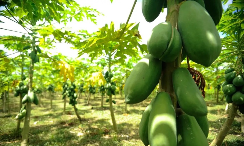 Exportações de frutas do Brasil têm o melhor outubro em uma década e movimentam US$ 177,5 milhões